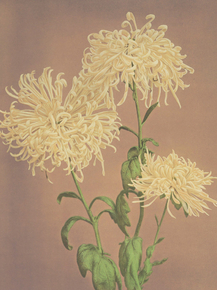 Огава Кадзумаса - Three Yellow Chrysanthemums