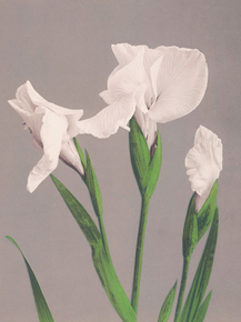 Огава Кадзумаса - White Irises