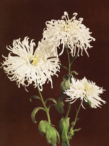 Огава Кадзумаса - Chrysanthemum