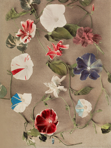 Огава Кадзумаса - Group of Morning Glories