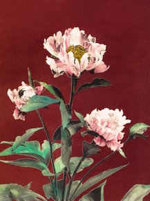 Огава Кадзумаса - Haerdaceous Peony