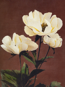 Огава Кадзумаса - Haerdaceous Peony