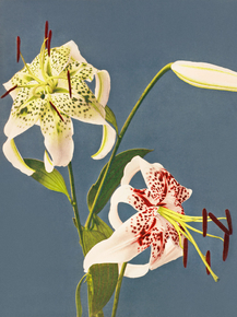 Огава Кадзумаса - Lilies