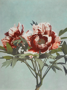Огава Кадзумаса - Tree Peony