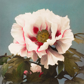 Огава Кадзумаса - Tree Peony