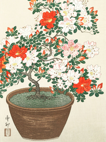Косон Охара - Blooming azalea in brown pot