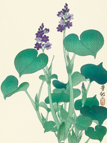 Косон Охара - Blooming hosta Косон Охара - Blooming hosta