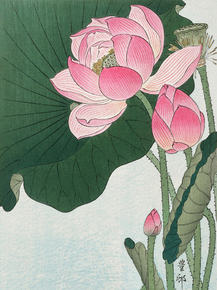 Косон Охара - Blooming lotus flowers Косон Охара - Blooming lotus flowers