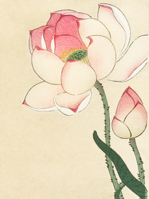 Косон Охара - Gallinule with Lotus Flowers