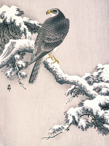 Косон Охара - Goshawk on Snow-covered Pine Bough