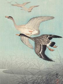 Косон Охара - Great geese in flight