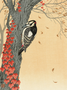 Косон Охара - Great spotted woodpecker in tree with red ivy