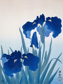 Косон Охара - Iris flowers
