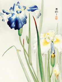 Косон Охара - Irises