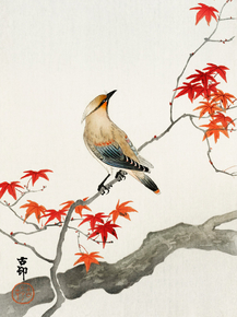 Косон Охара - Japanese plague bird on maple