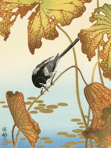 Косон Охара - Japanese wagtail on lotus plant Косон Охара - Japanese wagtail on lotus plant