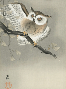 Косон Охара - Long-eared owl in ginkgo