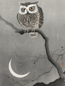 Косон Охара - Long-eared owl on bare tree branch