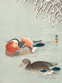 Косон Охара - Mandarin ducks