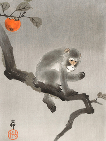 Косон Охара - Monkey in cockatoo