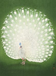 Косон Охара - Peacock