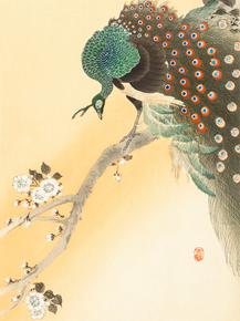 Косон Охара - Peacock on a cherry blossom tree