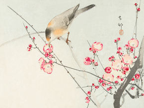 Косон Охара - Songbird on blossom branch