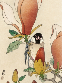 Косон Охара - Sparrow on blooming magnolia branch