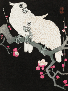Косон Охара - Two cockatoo and plum blossom Косон Охара - Two cockatoo and plum blossom
