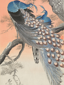 Косон Охара - Two peacocks on tree branch