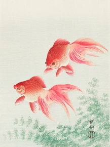 Косон Охара - Two veil goldfish Косон Охара - Two veil goldfish