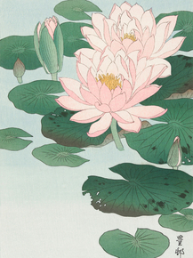 Косон Охара - Water Lily