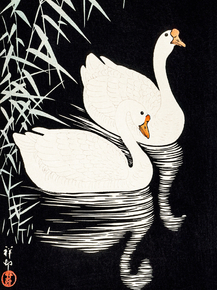 Косон Охара - White Chinese Geese Swimming by Reeds
