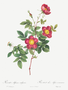 Pierre-Joseph Redoute - Alpine Rose | Пьер-Жозеф Редуте Pierre-Joseph Redoute - Alpine Rose | Пьер-Жозеф Редуте