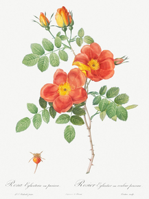 Pierre-Joseph Redoute - Austrian Copper Rose | Пьер-Жозеф Редуте