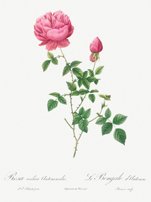 Pierre-Joseph Redoute - Autumn China Rose | Пьер-Жозеф Редуте