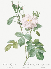 Pierre-Joseph Redoute - Autumn Damask Rose | Пьер-Жозеф Редуте Pierre-Joseph Redoute - Autumn Damask Rose | Пьер-Жозеф Редуте