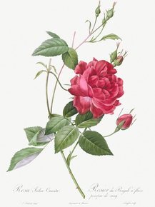 Pierre-Joseph Redoute - Blood-Red Bengal Rose | Пьер-Жозеф Редуте