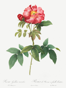 Pierre-Joseph Redoute - Bluish-Leaved Provins Rose | Пьер-Жозеф Редуте
