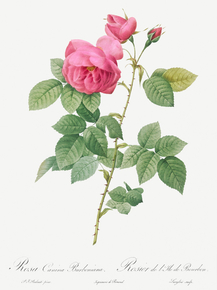 Pierre-Joseph Redoute - Bourbon Rose | Пьер-Жозеф Редуте