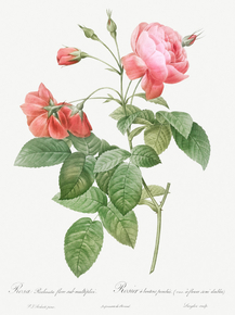 Pierre-Joseph Redoute - Boursault Rose | Пьер-Жозеф Редуте