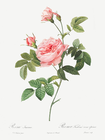 Pierre-Joseph Redoute - Boursault Rose | Пьер-Жозеф Редуте