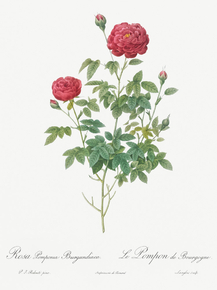 Pierre-Joseph Redoute - Burgundy Cabbage Rose | Пьер-Жозеф Редуте