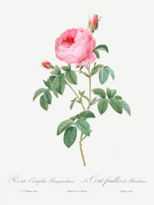 Pierre-Joseph Redoute - Burgundy Cabbage Rose | Пьер-Жозеф Редуте