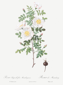 Pierre-Joseph Redoute - Burnet Rose | Пьер-Жозеф Редуте