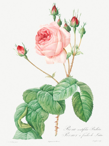 Pierre-Joseph Redoute - Cabbage Rose | Пьер-Жозеф Редуте