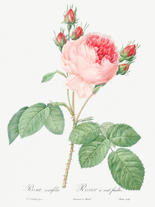 Pierre-Joseph Redoute - Cabbage Rose | Пьер-Жозеф Редуте