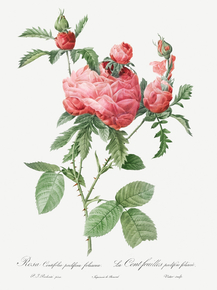 Pierre-Joseph Redoute - Cabbage Rose bloom | Пьер-Жозеф Редуте