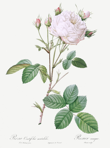 Pierre-Joseph Redoute - Cabbage Rose White Provence | Пьер-Жозеф Редуте
