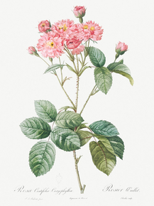 Pierre-Joseph Redoute - Carnation Petalled Variety | Пьер-Жозеф Редуте
